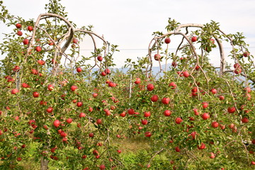 ふじりんごの木