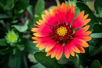 Red and yellow flower on green leaves