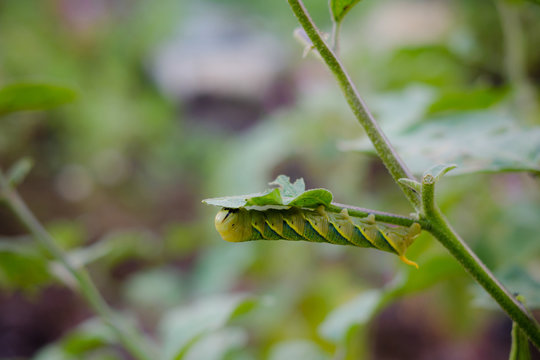 Green worm on branch tree