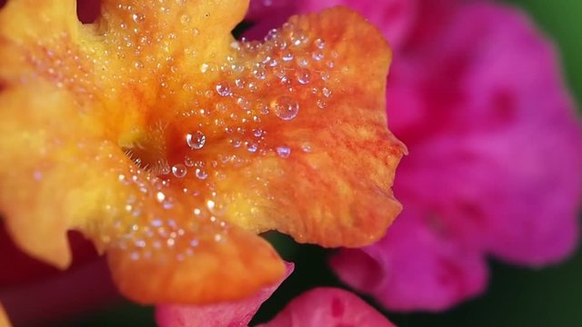 Hedge Flower After Rain