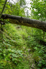 Ungesicherter Gebirgspfad entlang am Ostufer, Wildnis pur, zwischen Königsbachfall und Kesselgraben; Königssee, Sommer