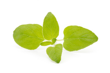 Branch of asian basil isolated on white background.