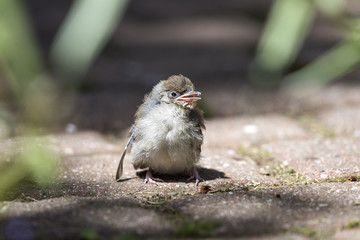 Kleiner Spatz