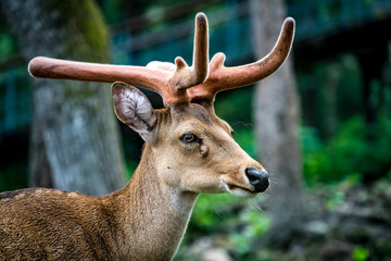 Eld's deer in the zoo