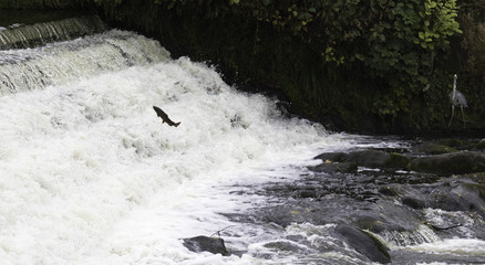 trout jumping away from the heron