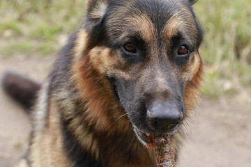 Brown attentive eyes of a dog