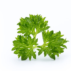 Parsley herb isolated on white background.