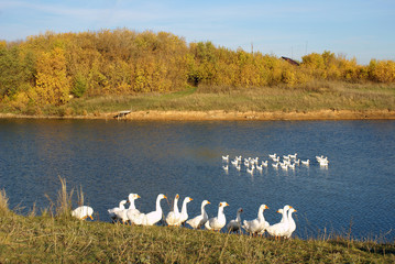 Geese on a pond in autumn