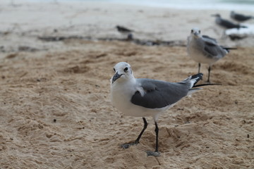 gaviota playa - seagull