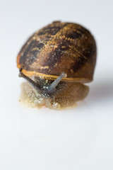 Snail - Garden Snail Against White Background