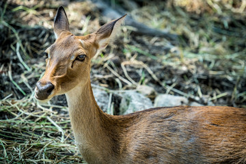 Image of Eld's deer