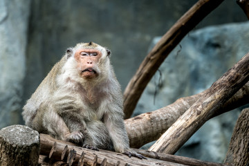Senile Monkey sitting on branch