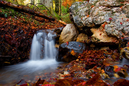 Forest stream in autumn