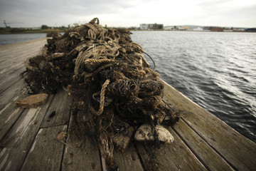 czarny małż w sieci rybackiej- hodowla: omułek 