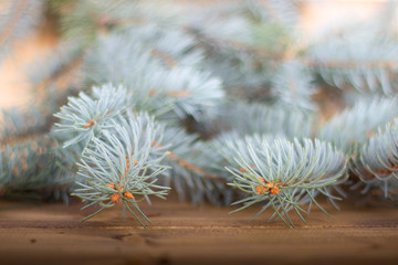 Blue spruce branch on a wooden background