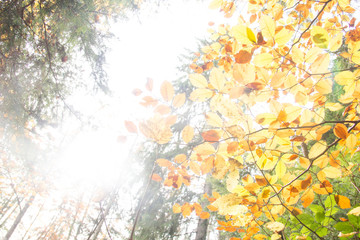 Obraz na płótnie Canvas leaves in sunlight