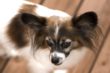 Papillon or Continental Toy Spaniel 3