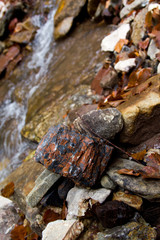 Forest stream in autumn