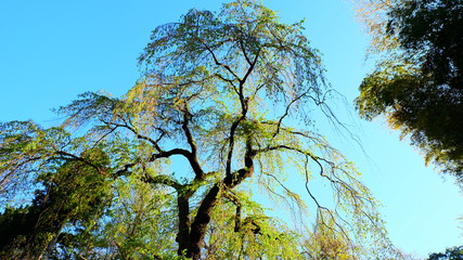 Tall giant tree in early spring with bright green leaves and blue sky