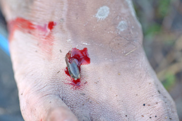 slug