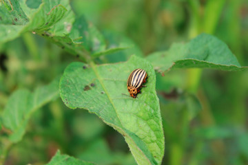 colorado beetle sits on the leaf of potato