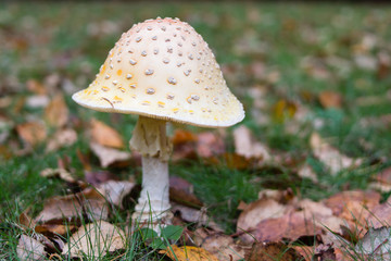 Toadstool