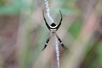 yellow spider