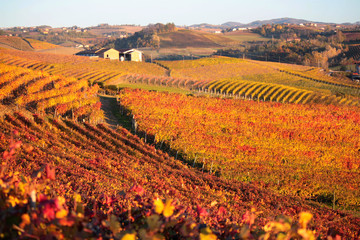 panorama agricolo di vigneti in piemonte