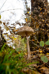 Forest mushroom in the woods