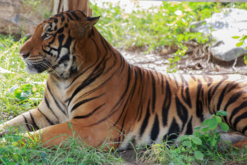 Tiger looking something.