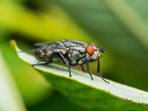 Meat Fly on Green Background