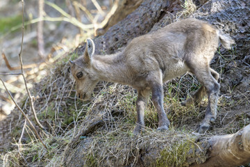 Young Alpine Ibex