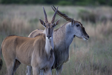 Fototapeta premium Eland, the largest living antelope