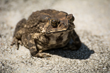 The ugly toad