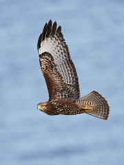 Common buzzard (Buteo buteo)