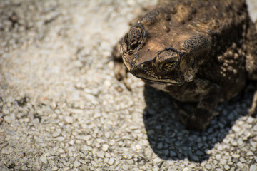 The ugly toad