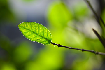 macro close up newborn in natural