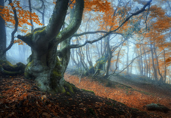 Mystical autumn forest in fog. Magical old trees in clouds. Colorful landscape with foggy forest,...