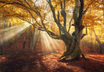 Autumn forest in fog with sun rays. Magical old tree at sunrise. Colorful landscape with foggy...