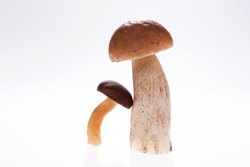 Two wild mushrooms isolated on white background