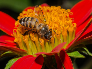 Honey bee on red flower