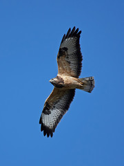 Common buzzard (Buteo buteo)