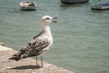 seagull standing by sea