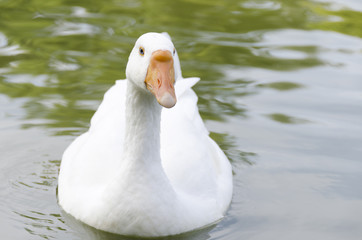european white swan on a lake