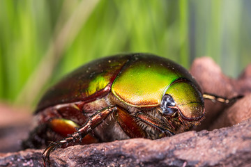 Flower Beetle (Anomala dimidiata)