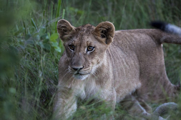 Lion cub - Panthera leo