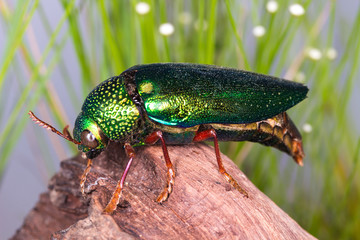 Jewel Beetle (Sternocera ruficornis), Beetle