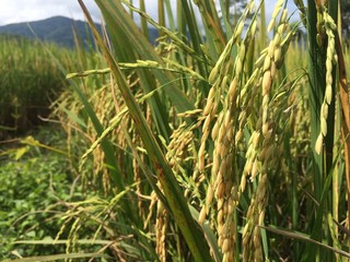 Close-up rice field in north of Thailand / Mobile photography