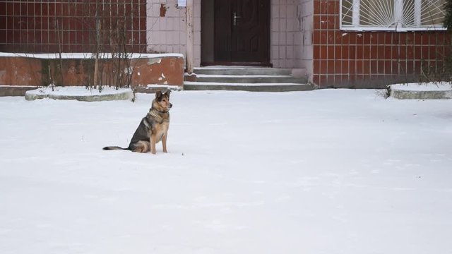 Dog sits patiently on snow in winter