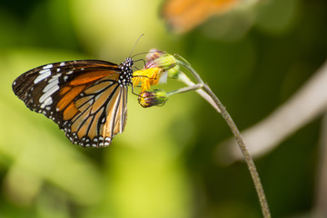 Orange butterfly on the flower in the garden